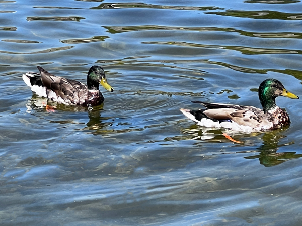 Mallard ducks