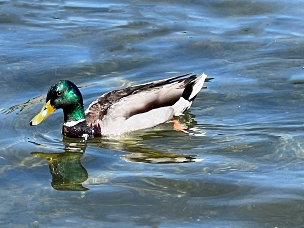 Mallard du;ck