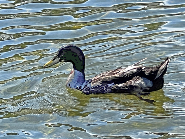 duck at the duck pond