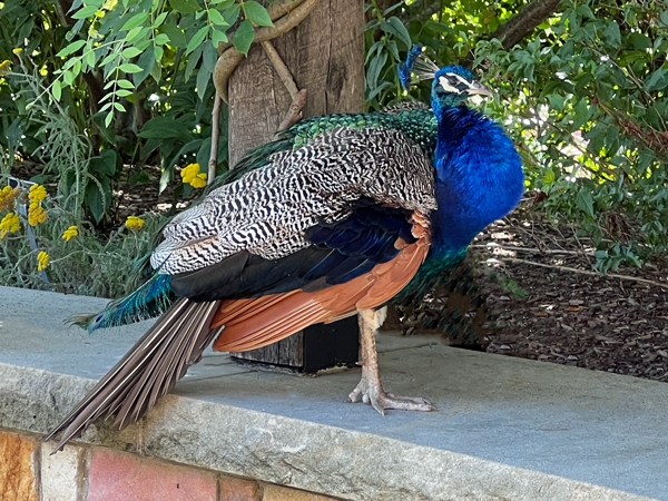 A beautiful Peacock