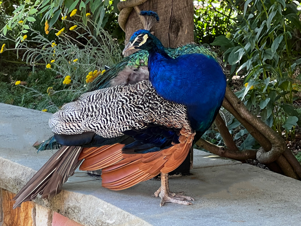 A beautiful Peacock