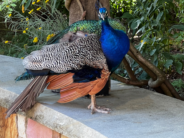 A beautiful Peacock