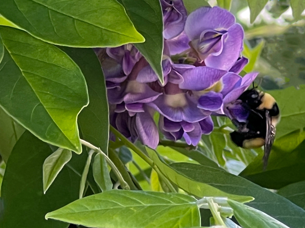 flower and bee