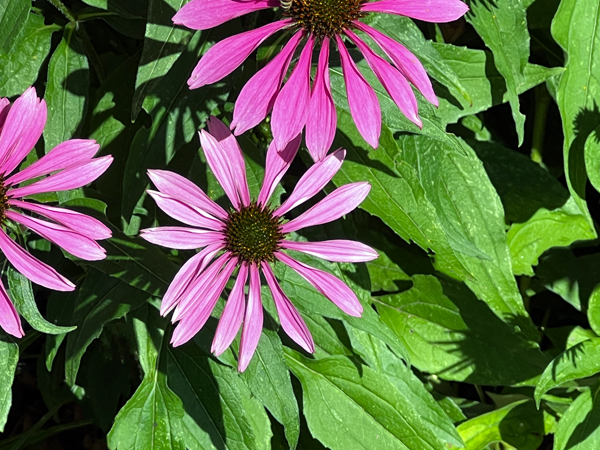 flowers at Kingwood Center Gardens