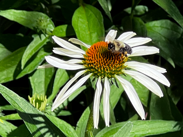 flower and bee