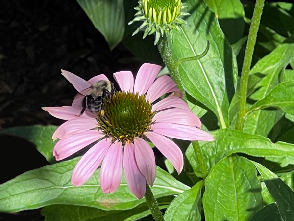 flower and bee