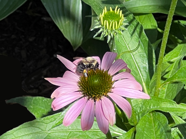 flower and bee