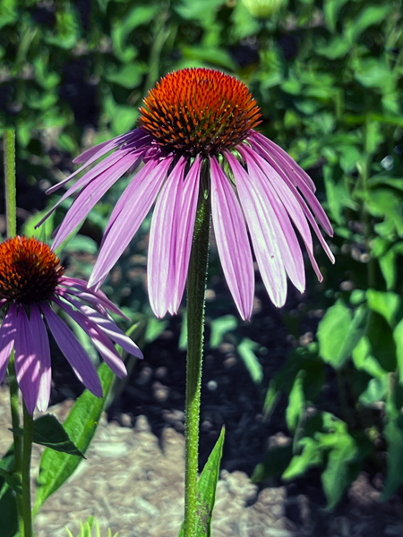 flowers at Kingwood Center Gardens