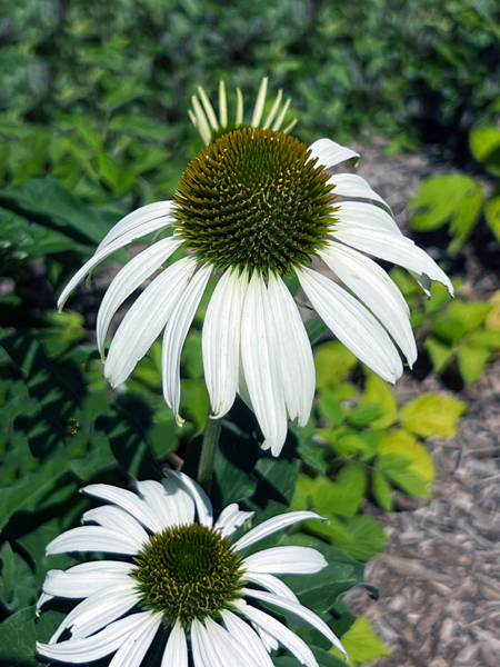 flower at Kingwood Center Gardens