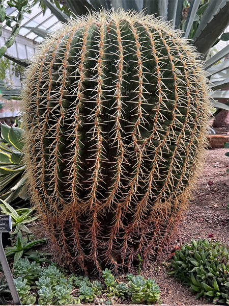 Golden Barrel Cactus