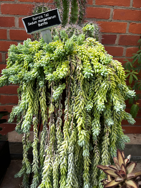 cactus at Kingwood Center Gardens