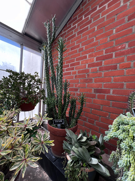 cactus at Kingwood Center Gardens