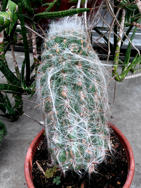 cactus at Kingwood Center Gardens