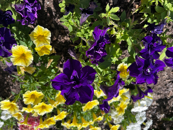 Flower garden at Kingwood Center Gardens