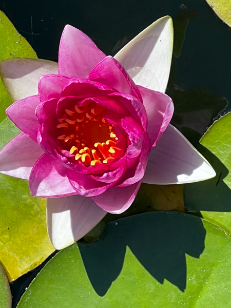 flower in a pond