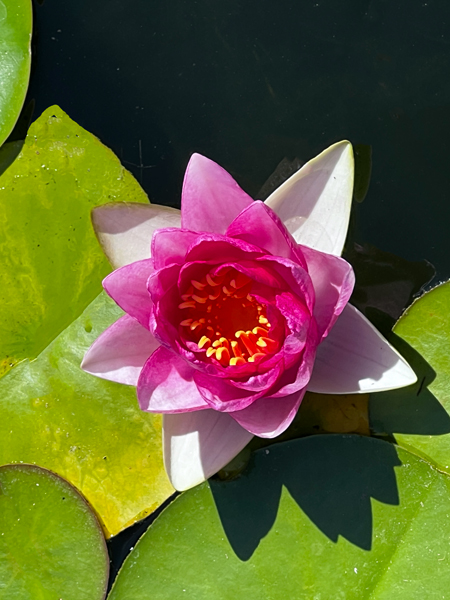 flower in  a pond