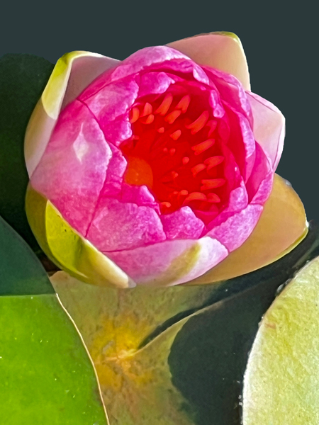 Flower in a pond at Kingwood Center Gardens