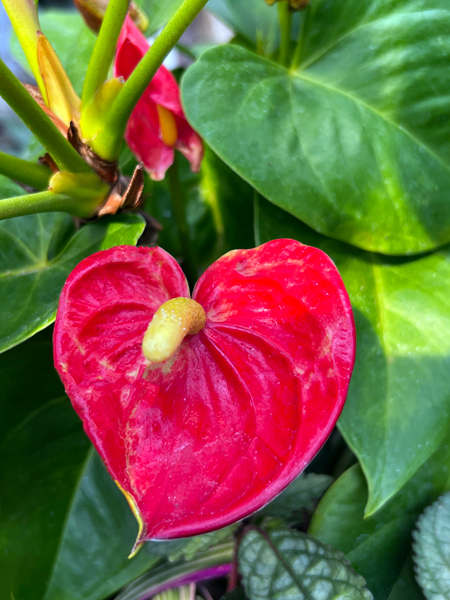 flower at Kingwood Center Garden