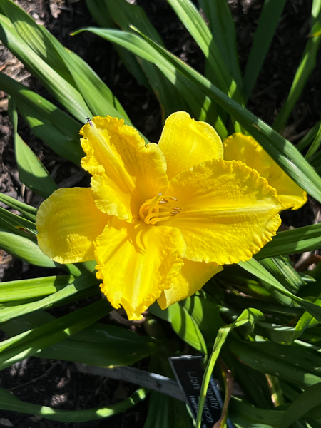 flower at Kingwood Center Garden