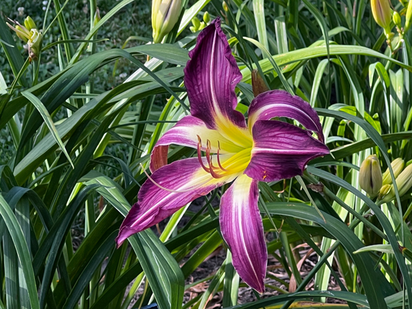 flower at Kingwood Center Garden