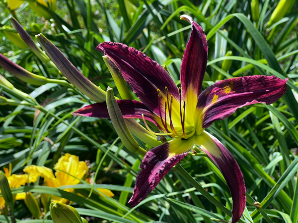 flower at Kingwood Center Garden