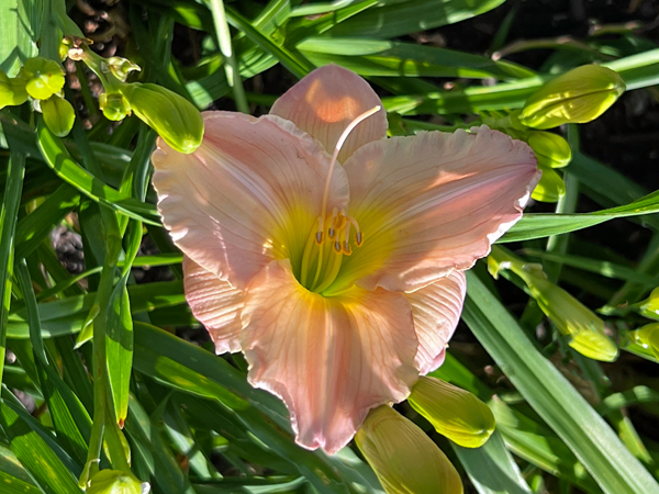 flower at Kingwood Center Gardens