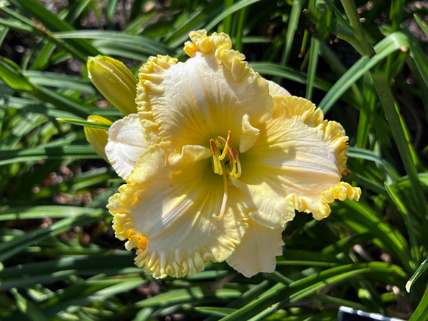 flower at Kingwood Center Garden