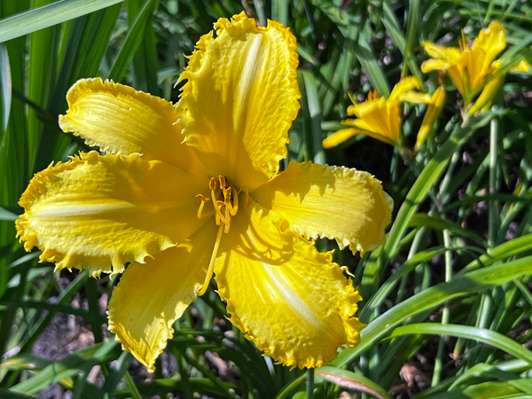 flower at Kingwood Center Garden