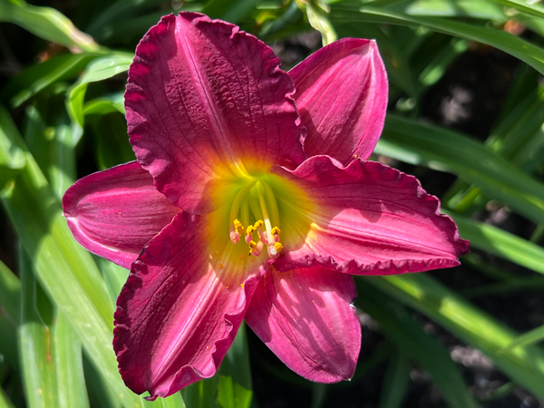 flower at Kingwood Center Garden