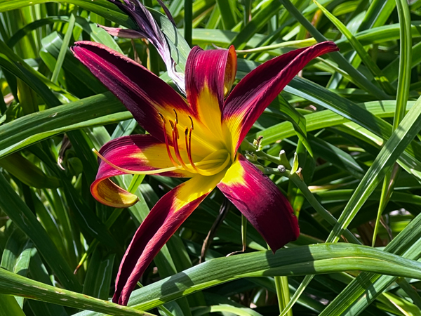 flower at Kingwood Center Garden