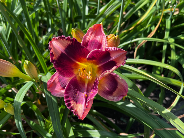 flower at Kingwood Center Garden