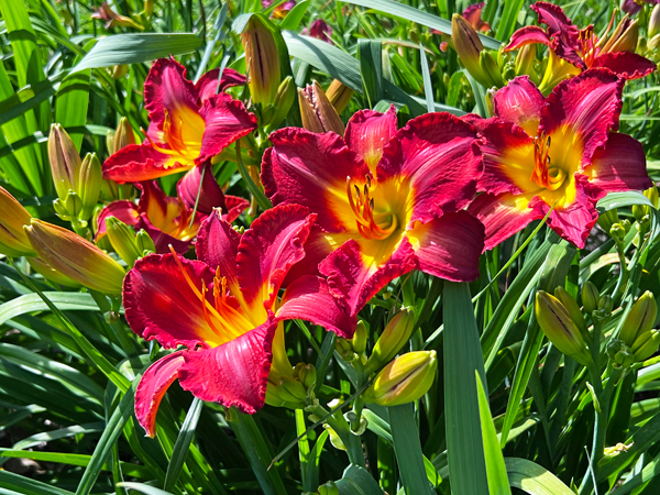 flowers at Kingwood Center Garden