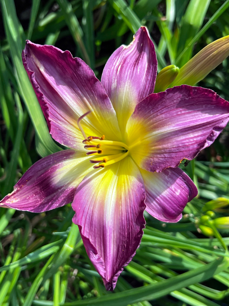 flower at Kingwood Center Garden