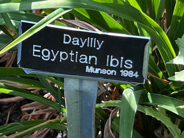 daylilly sign