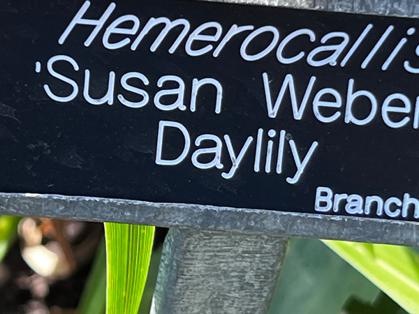 daylilly sign