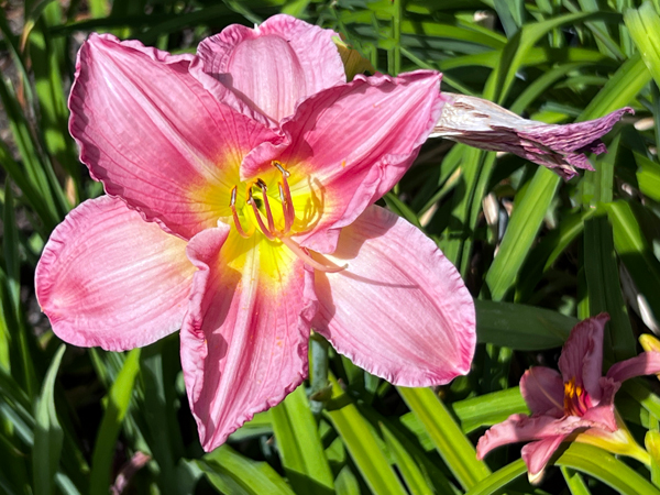 flower at Kingwood Center Garden