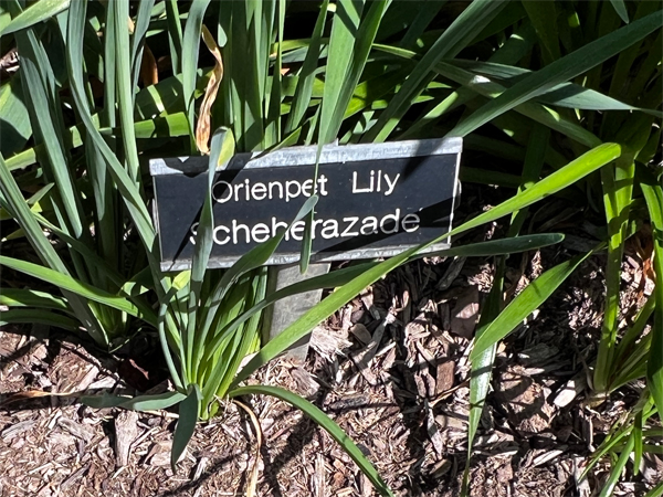 Orienpet Lily sign