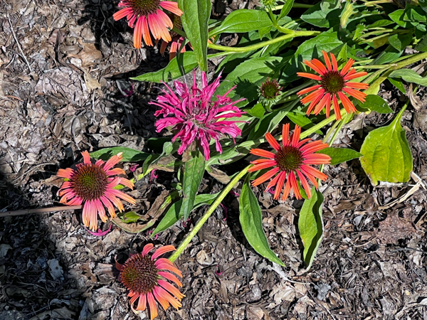 flwoer at Kingwood Center Gardens