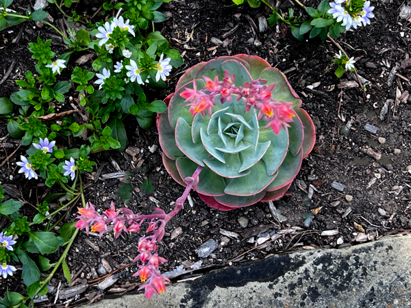 garden flower