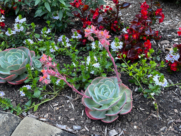 garden flowers