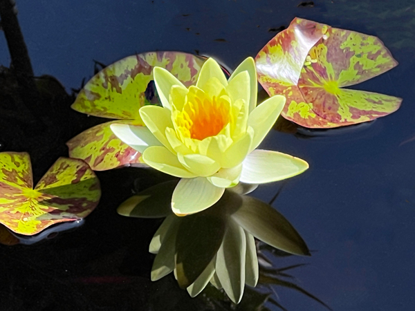 flower in the pond