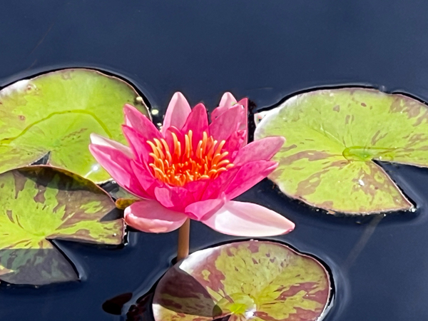 flower in the pond