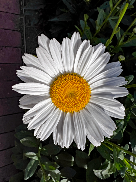 flower at Kingwood Center Garden