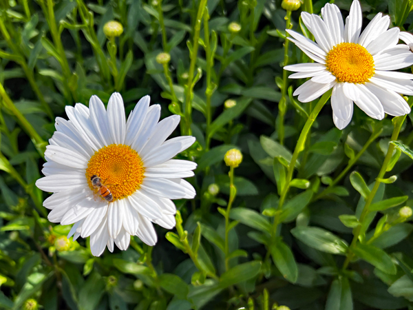 flowers and a bee