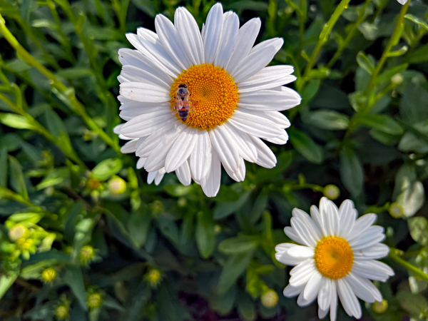 flowers and a bee