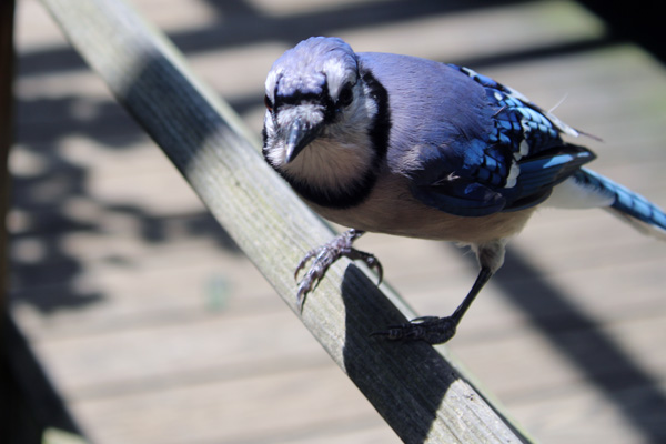 Blue Jay