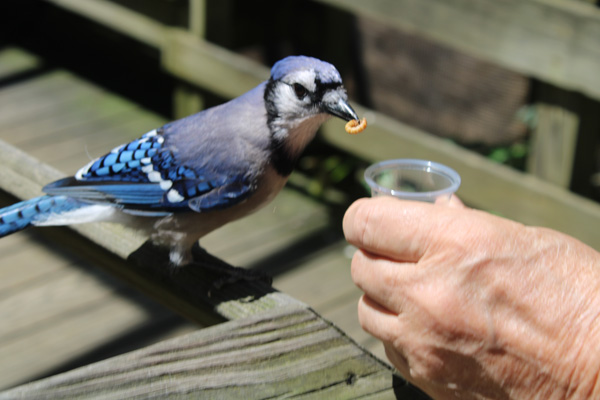 Lee Duquette feeding the Blue Jay