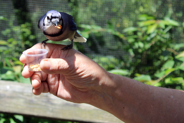 Blue Jay on Lee Duquette's hand