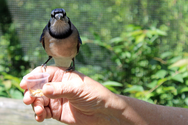 Blue Jay on Lee Duquette's han