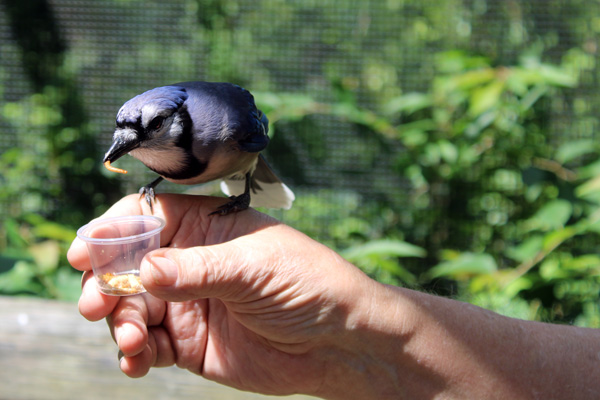 Blue Jay on Lee Duquette's han